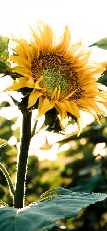 Sunflower field Wallpaper 828x1792
