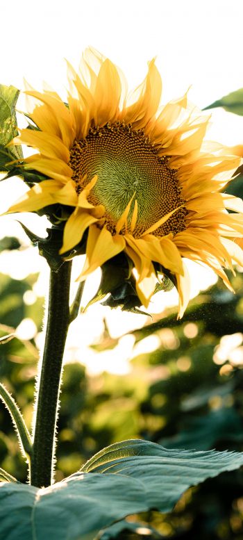 Sunflower field Wallpaper 1080x2400
