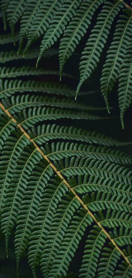 fern, green Wallpaper 1080x2280