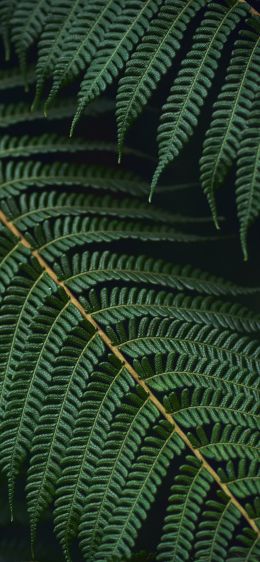 fern, green Wallpaper 1170x2532
