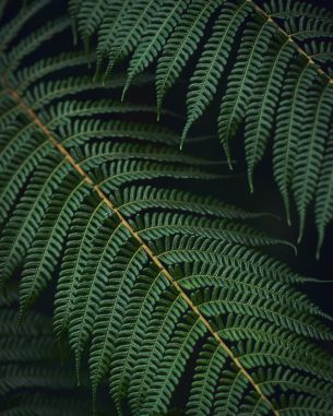 fern, green Wallpaper 3408x4261