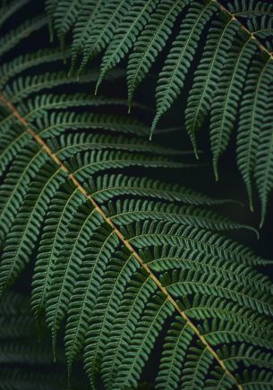 fern, green Wallpaper 1668x2388