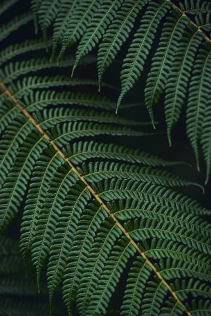 fern, green Wallpaper 640x960