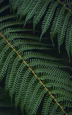 fern, green Wallpaper 1752x2800