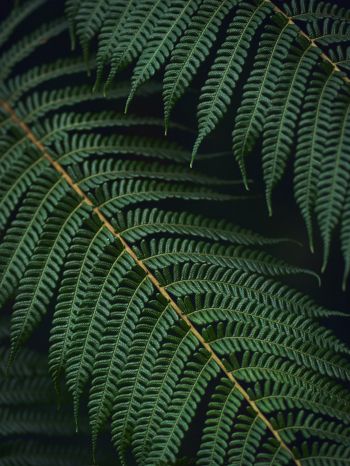 fern, green Wallpaper 1620x2160