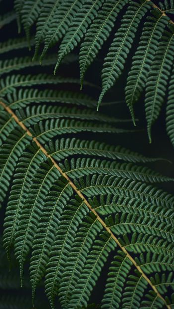 fern, green Wallpaper 640x1136