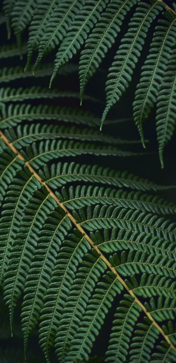 fern, green Wallpaper 1080x2220
