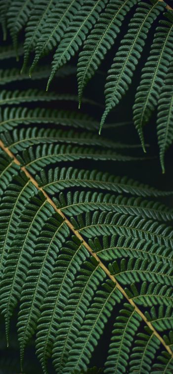 fern, green Wallpaper 1170x2532