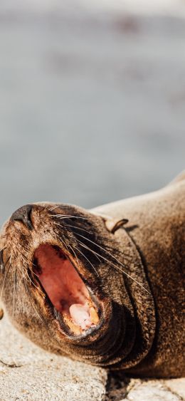 fur seal Wallpaper 1080x2340