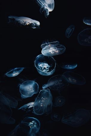 jellyfish, underwater, Aurelia Wallpaper 4016x6016