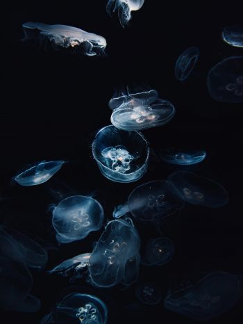 Обои 2048x2732 медузы, под водой, Аурелия