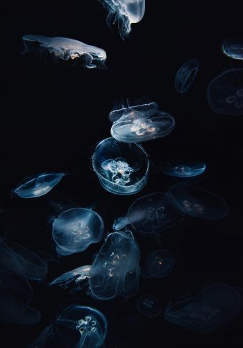 Обои 1668x2388 медузы, под водой, Аурелия