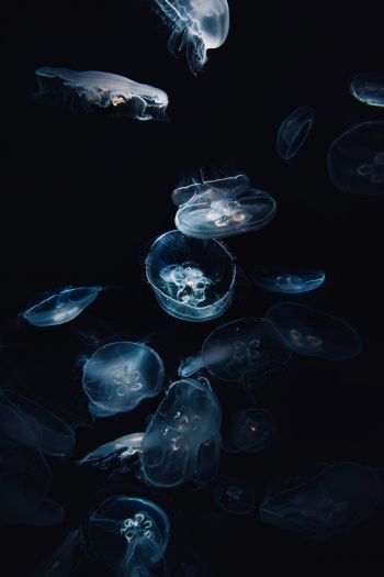 Обои 640x960 медузы, под водой, Аурелия