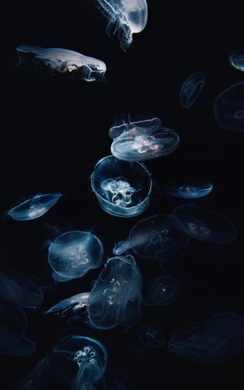 Обои 1752x2800 медузы, под водой, Аурелия