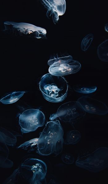 Обои 600x1024 медузы, под водой, Аурелия