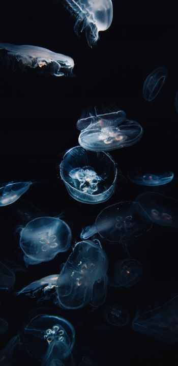 jellyfish, underwater, Aurelia Wallpaper 1440x2960