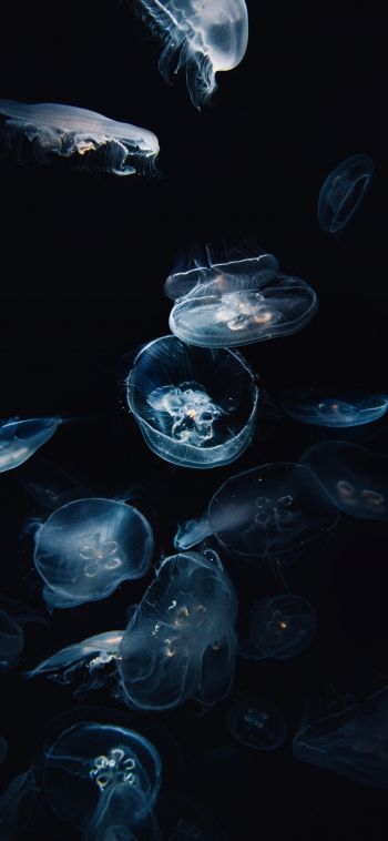 Обои 1080x2340 медузы, под водой, Аурелия