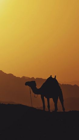 camel, Egypt Wallpaper 720x1280