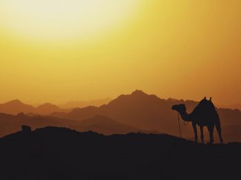Обои 1024x768 верблюд, Египет