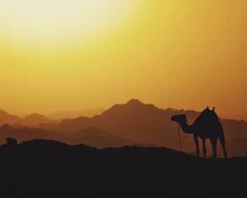 Обои 1280x1024 верблюд, Египет