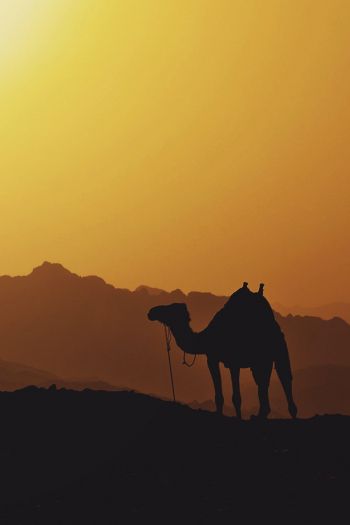 Обои 640x960 верблюд, Египет