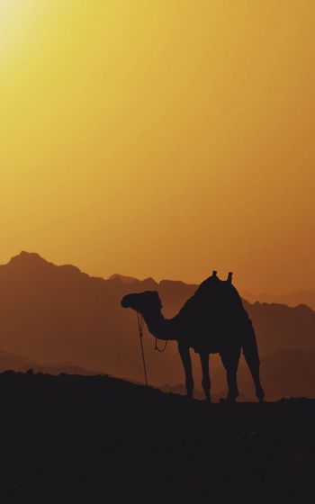 Обои 800x1280 верблюд, Египет