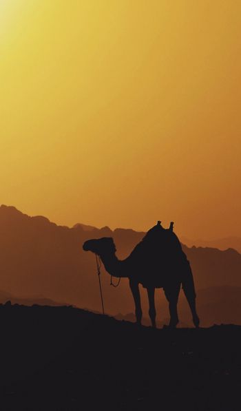 Обои 600x1024 верблюд, Египет