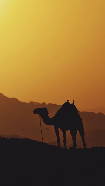 Обои 640x1136 верблюд, Египет