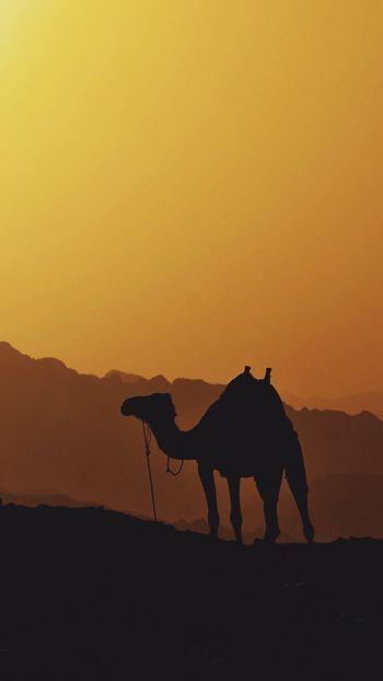 Обои 750x1334 верблюд, Египет