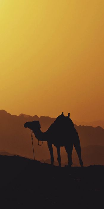 camel, Egypt Wallpaper 720x1440