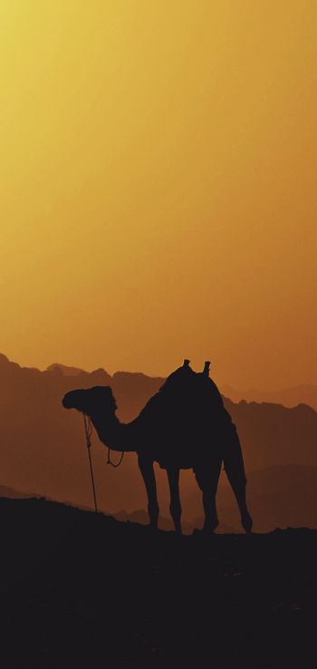 camel, Egypt Wallpaper 720x1520