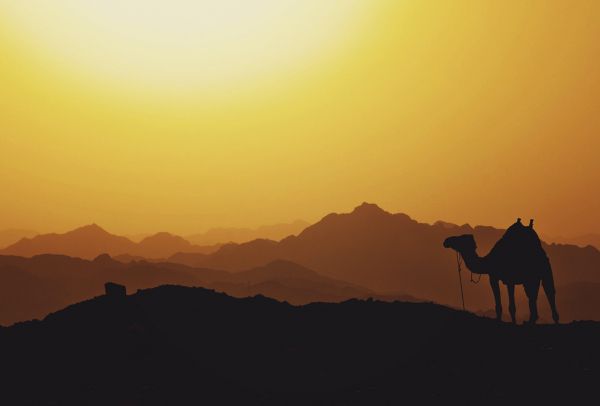 Обои 2395x1622 верблюд, Египет