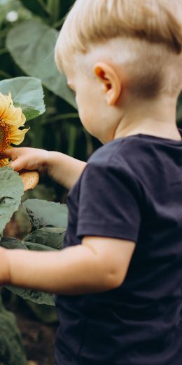 baby, sunflower Wallpaper 720x1440