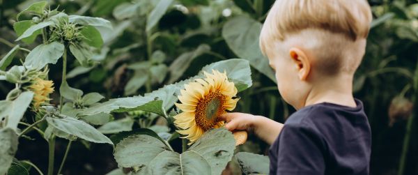 baby, sunflower Wallpaper 3440x1440