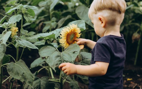 baby, sunflower Wallpaper 1920x1200