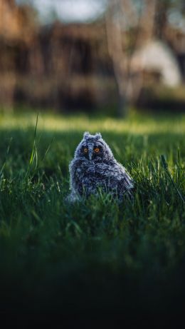 Owlet Wallpaper 640x1136