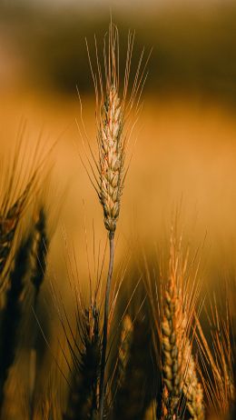 Wheat Wallpaper 750x1334
