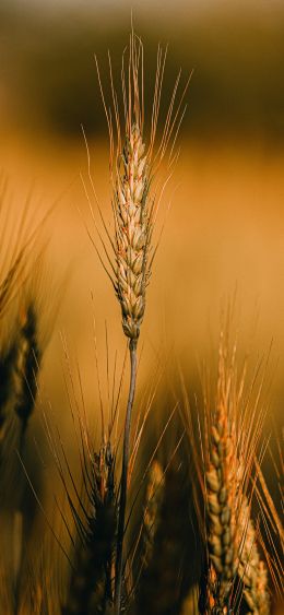 Wheat Wallpaper 1080x2340