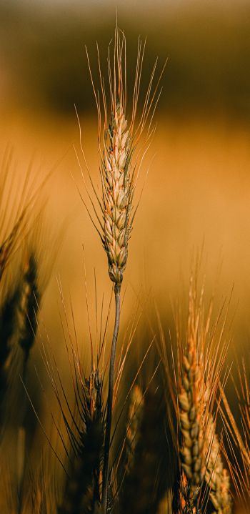 Wheat Wallpaper 1080x2220