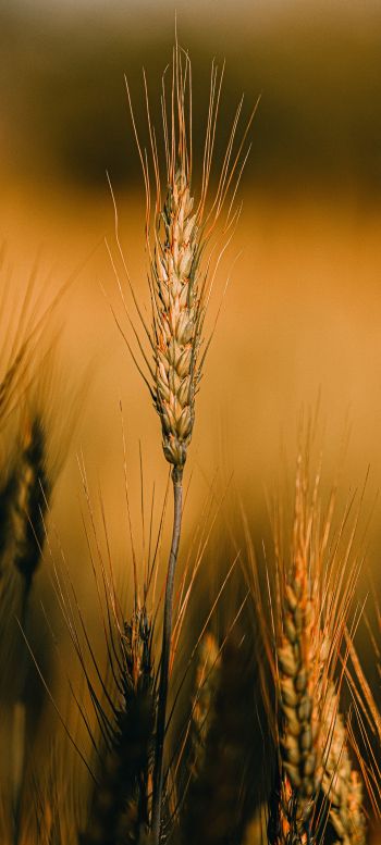 Wheat Wallpaper 1440x3200