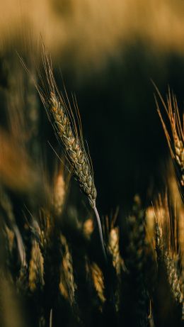 Wheat Wallpaper 640x1136