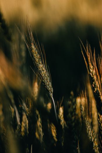 Wheat Wallpaper 640x960