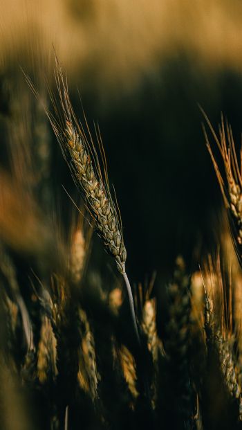 Wheat Wallpaper 640x1136
