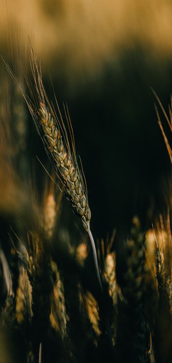 Wheat Wallpaper 720x1520