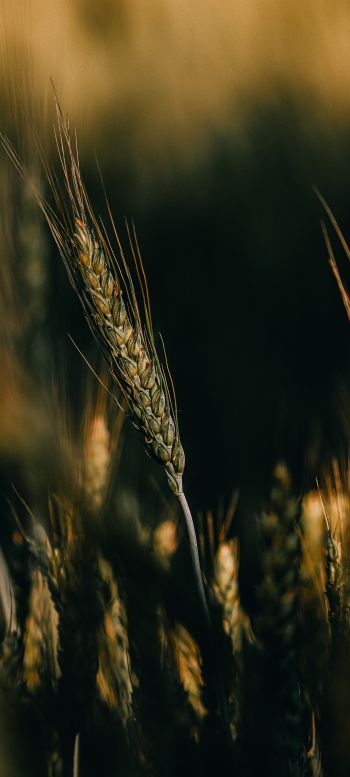 Wheat Wallpaper 1080x2400