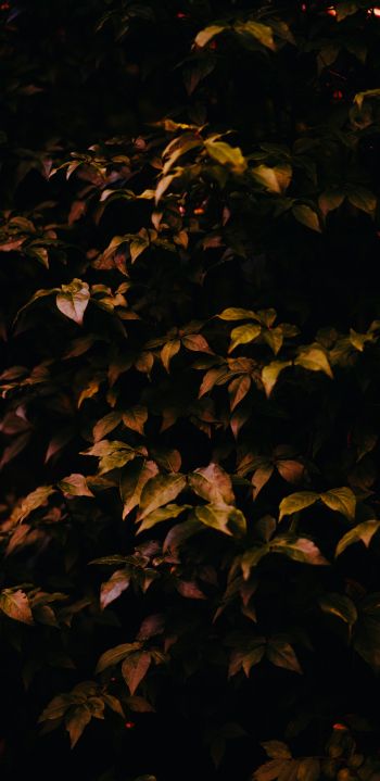 tree in autumn Wallpaper 1080x2220