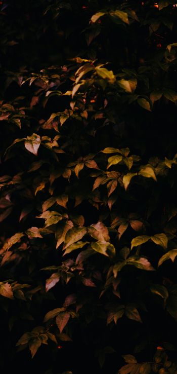 tree in autumn Wallpaper 1080x2280