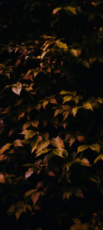 tree in autumn Wallpaper 1080x2400
