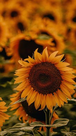 Sunflower Wallpaper 720x1280
