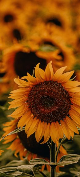 Sunflower Wallpaper 1440x3200